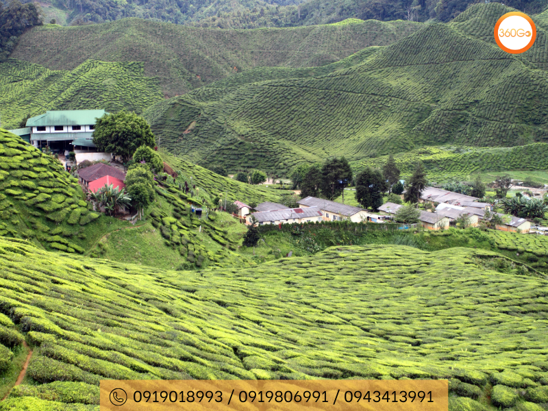 Cameron Highland sở hữu vô số điểm tham quan hấp dẫn - Du lịch 360Go